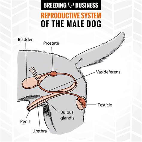 boner pee|Penile Erection: Function, Duration & How It Works .